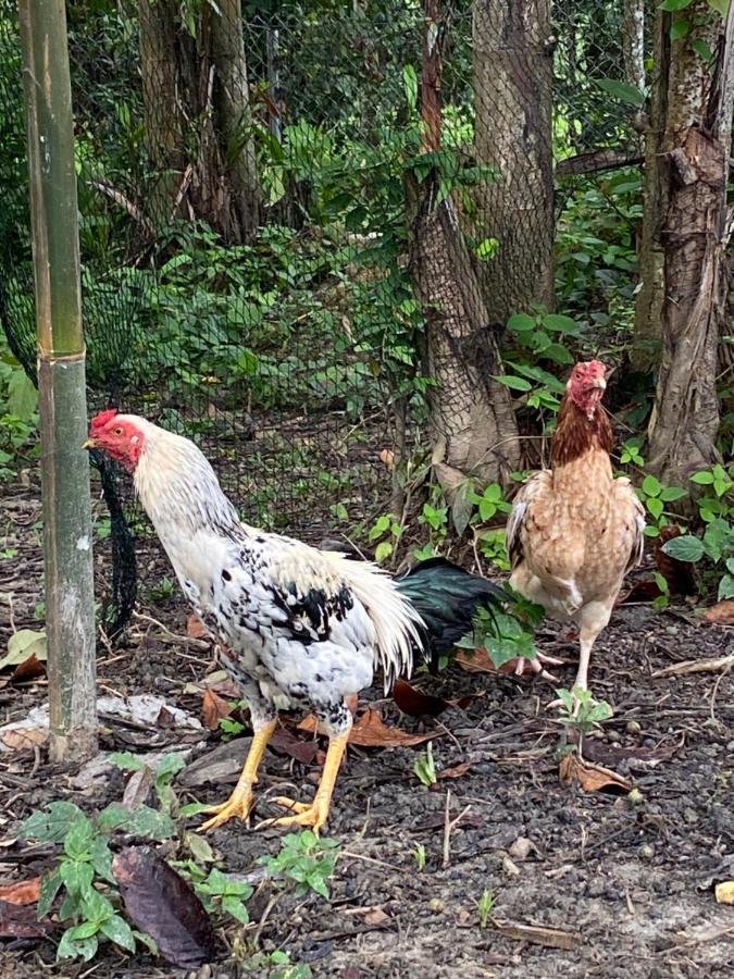 Kebun Lisdtari Farmstay Air Hangat Kültér fotó